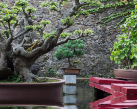 Feng Shui Garten mit Bonsai