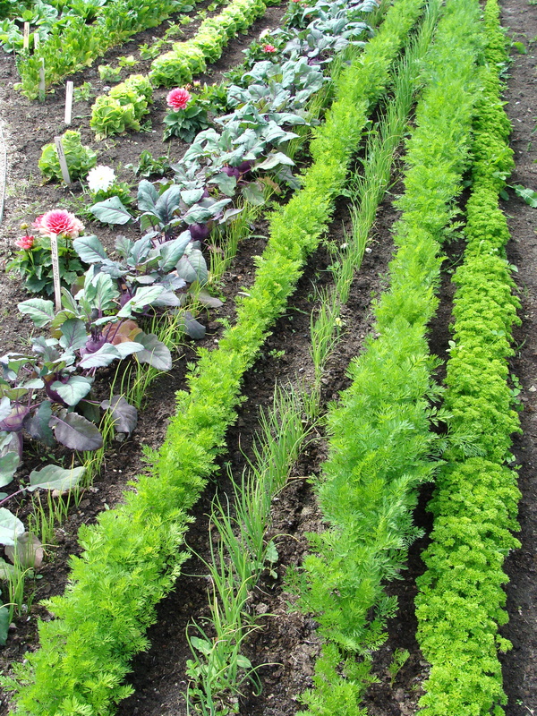 Gemüsebeet eines Community Garten