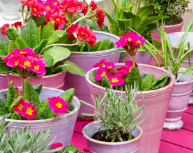 Blumentoepfe in Pink auf dem Balkon