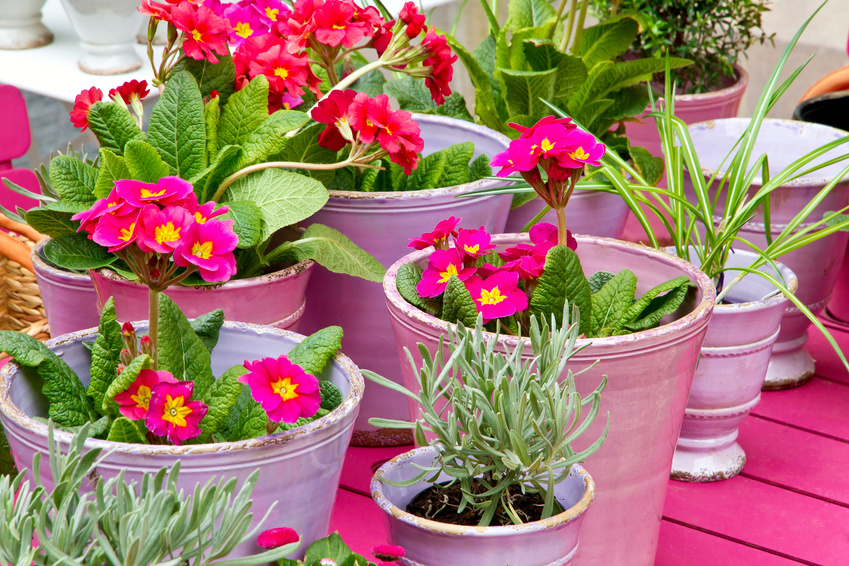 Pinke Blumentöpfe auf dem Balkon