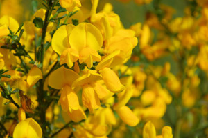 Nahaufnahme gelber Ginsterblüten