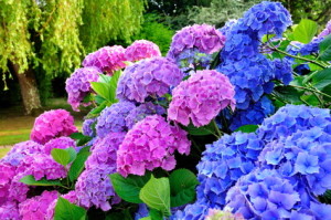 Rosafarbene und violette Blüten der Hortensie