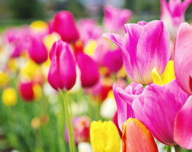 Buntes Tulpenfeld