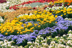 Organische Formen beim Blumenbeet