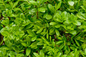 Die Ligusterhecke - eine sehr vielseitige Heckenpflanze