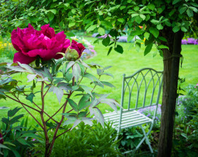 Gartenidyll mit Päonie