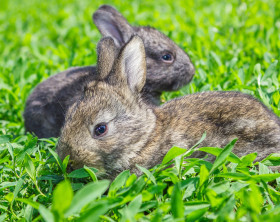 Graue Kaninchen in grünem Gras