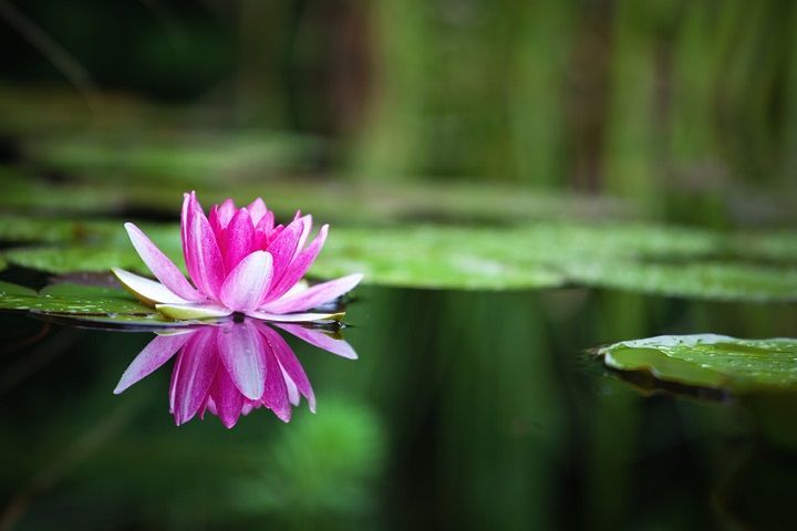 Gartenrose auf dem Teich