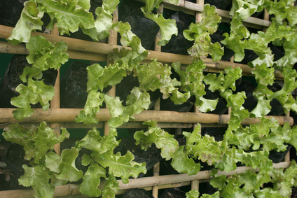 Hängender Garten mit frischem Salat
