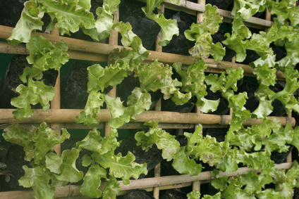 Der eigene, kleine Garten an der Hauswand Hängender Garten mit frischem Salat