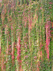 In allen Jahreszeiten ein Hingucker Wilder Wein an einer Hauswand