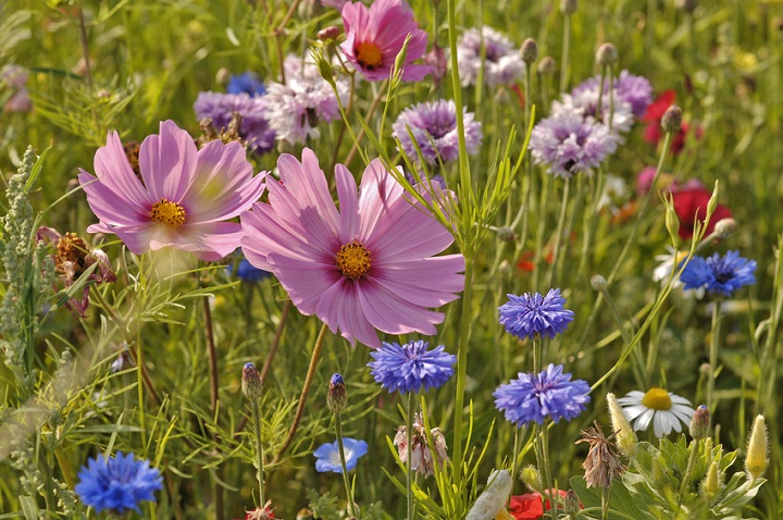 wildgarten-beitragsbild