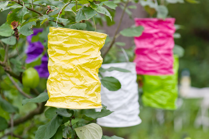 Lampions aus buntem Papier im Garten Lampions