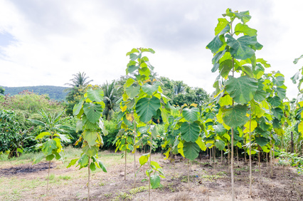 Plantage mit jungen Teakbäumen