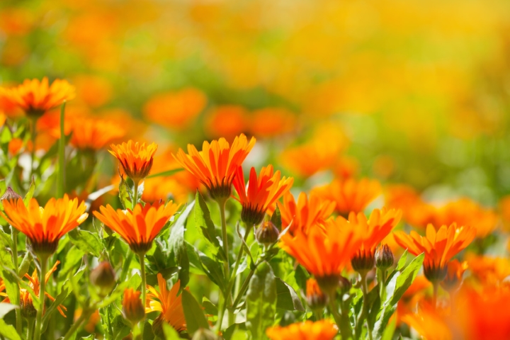 Blütenmeer voller Ringelblumen im Sommer