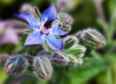 Die Blüte eines Borretschs Blauer Borretsch
