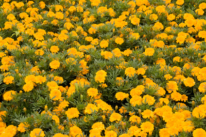 Ein Meer gelber Studentenblumen. Viele Studentenblumen