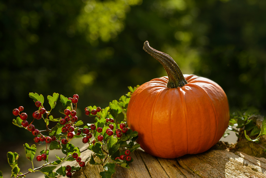 Herbstdeko mit Kürbis 