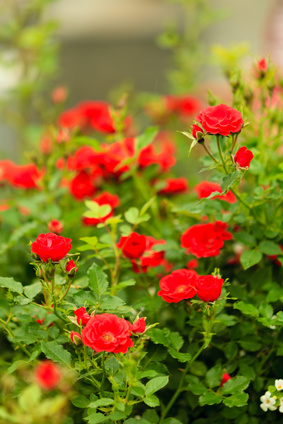 Ein Strauch voller roter Rosen Ein Busch mit Rosen