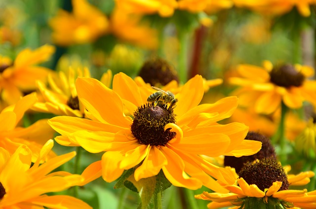 Sonnenbraut als bienenfreundliche Pflanze