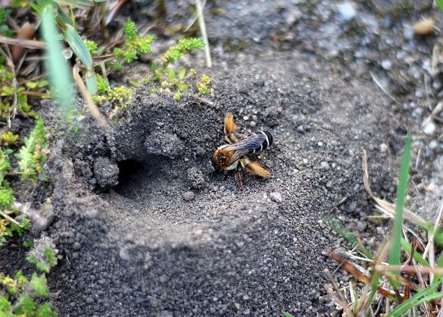 Wildbiene am Erdloch