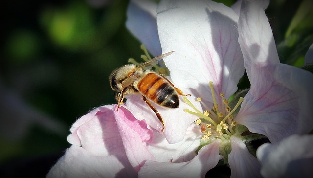 Apfelbaum als bienenfreundliche Pflanze