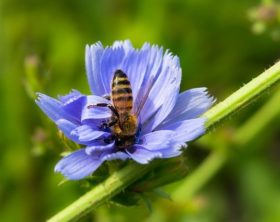 wagwarte- bienenfreundliche staude