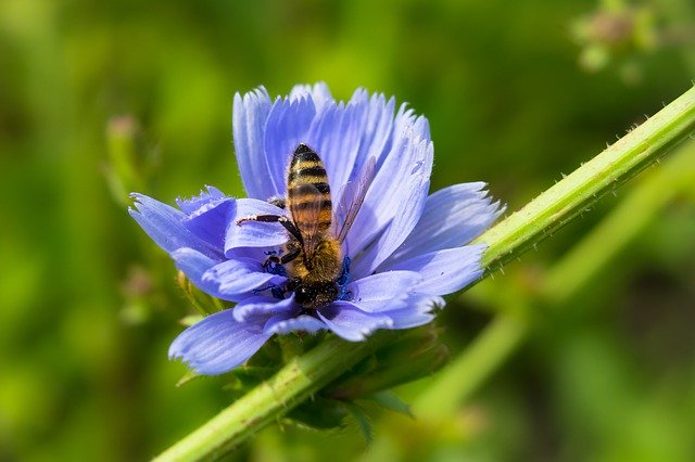 Wegwarte als bienenfreundliche Pflanzen