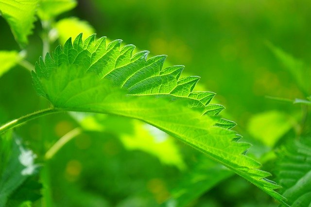 Schädlinge im Garten - Brennnesseln können helfen