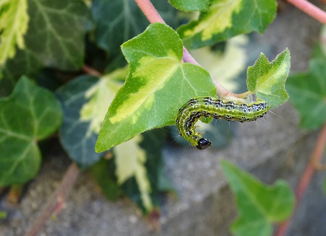 Schädlinge im Garten Buchsbaumzünsler