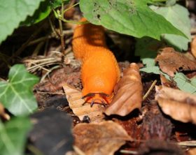 Schädlinge im Garten