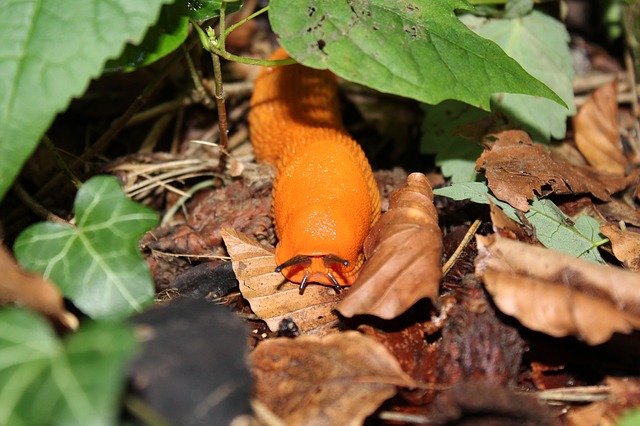 Ohne Schädlinge im Garten