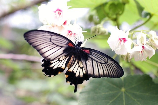 Schmetterling - Papillon