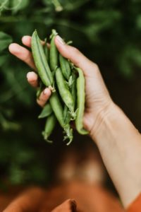 Hochbeet bepflanzen mit Erbsen