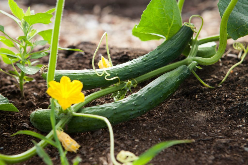 Hochbeet bepflanzen mit Gurken