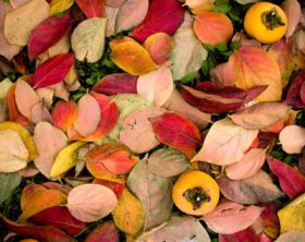 Pflanzen im Herbst: Was kommt wann in die Erde?