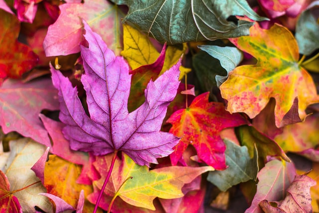 Das sind die Vorteile vom Pflanzen im Herbst Herbst Pflanzen und ihre Farben
