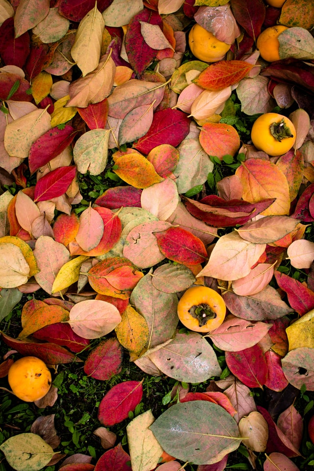 Im Herbst pflanzen Was kommt wann in die Erde? » GARTENMOEBEL.DE