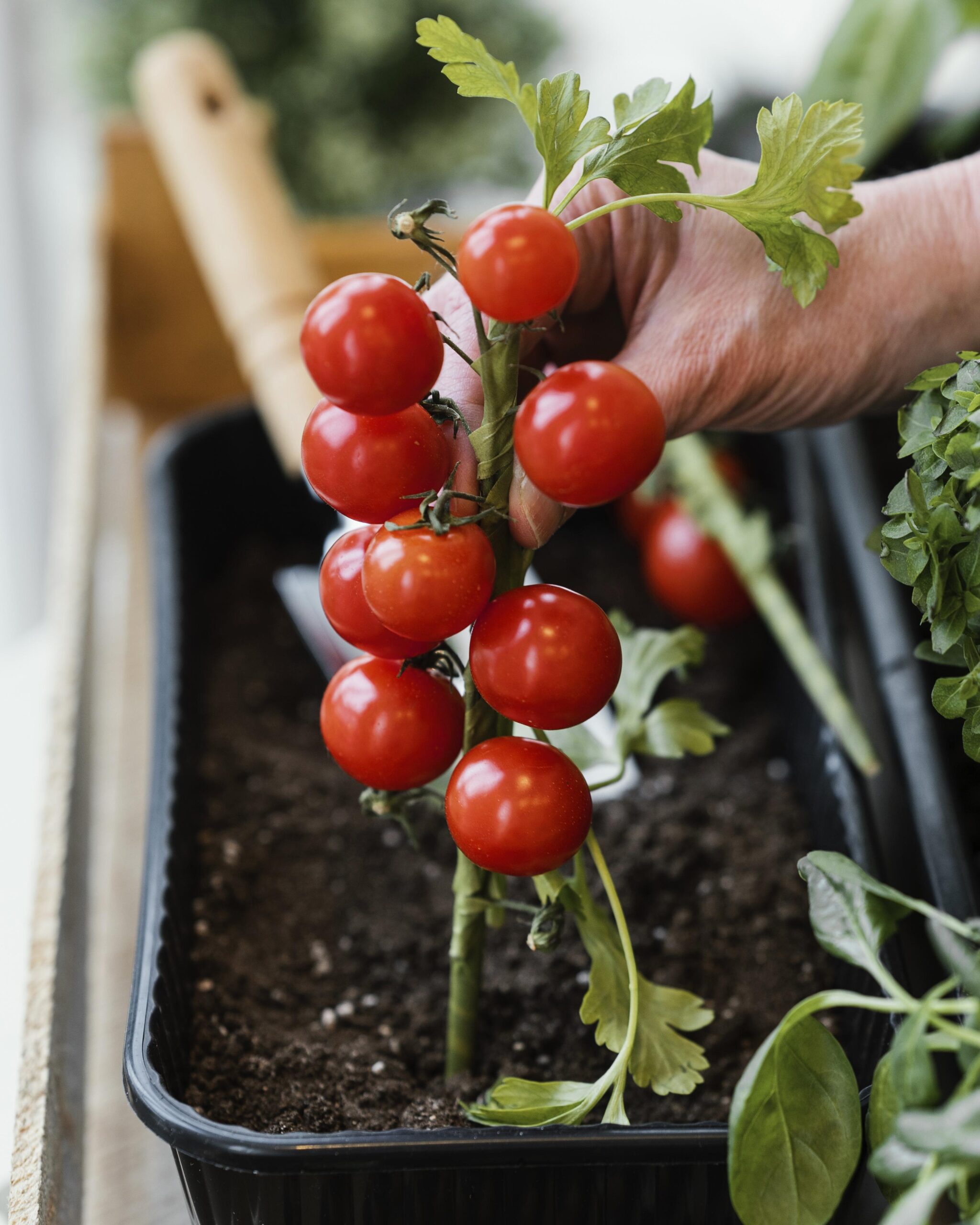 Tomaten im Topf pflanzen Geht das? » GARTENMOEBEL.DE