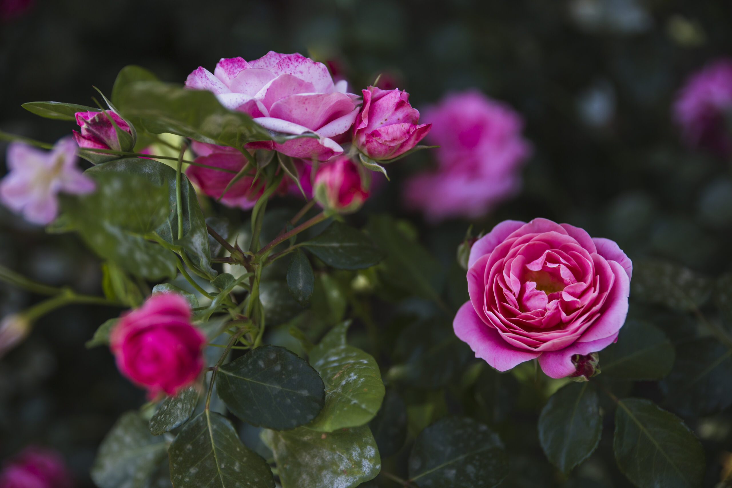 elegant-roses-blooming-bush